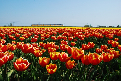 Bollenveld en trein