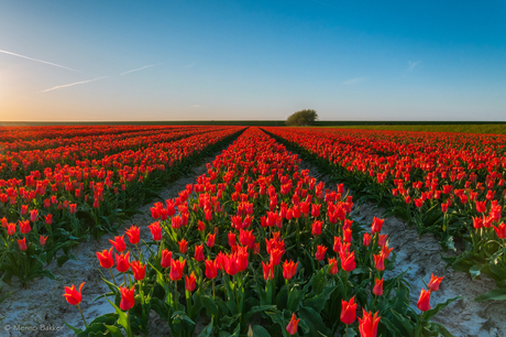 Tulpenveld