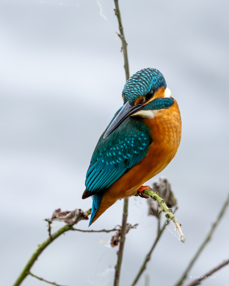 Ijsvogel op de uitkijk