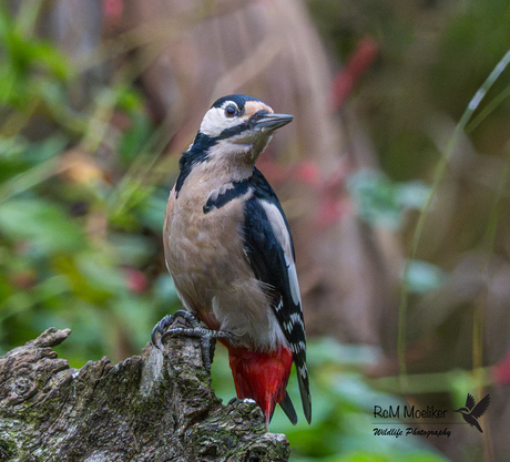 De grote bonte specht.