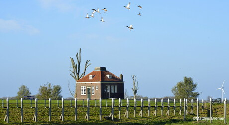 Schokland met overvliegende eenden