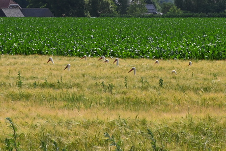 Ooievaars in het land