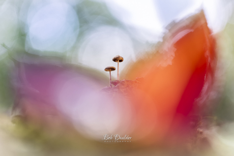 How about some color! 