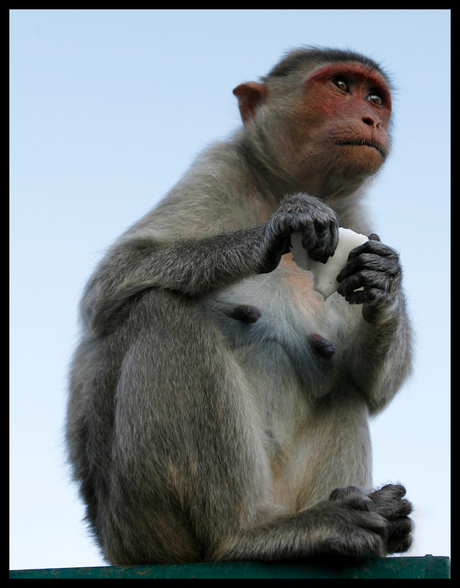 A monkey in Chamundi