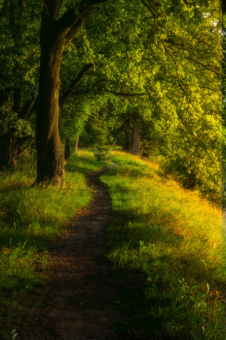 Grebbelinie in het gouden uurtje