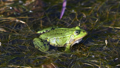 kikker in de boerensloot