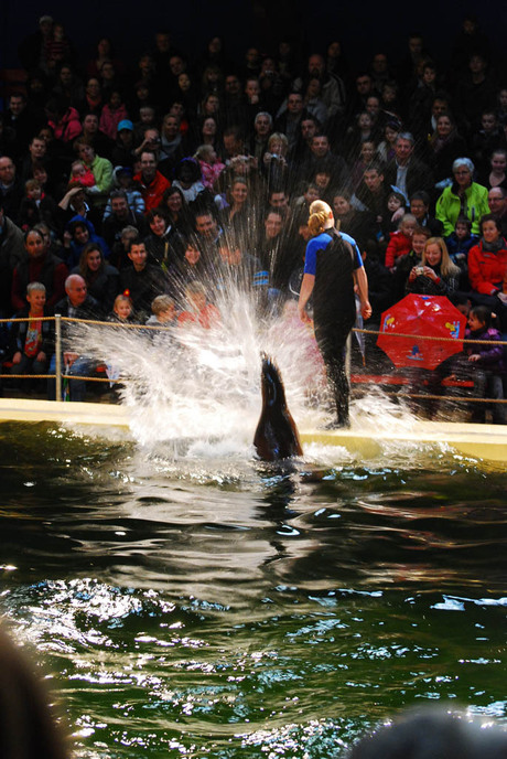 zeehond. rhenen. dierentuin