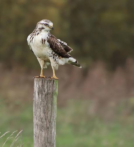 Buizerd op houten paal