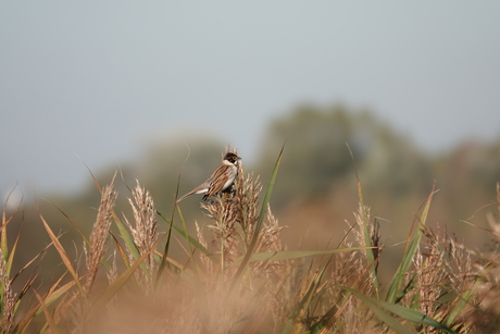 Rietgors in het riet