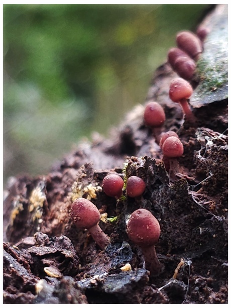 Mycena haematopus 