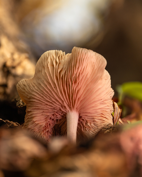 Kleurrijke paddenstoel