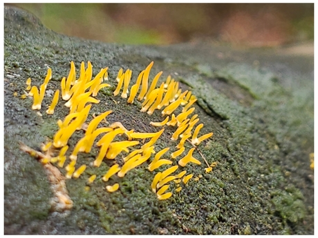 Calocera cornea