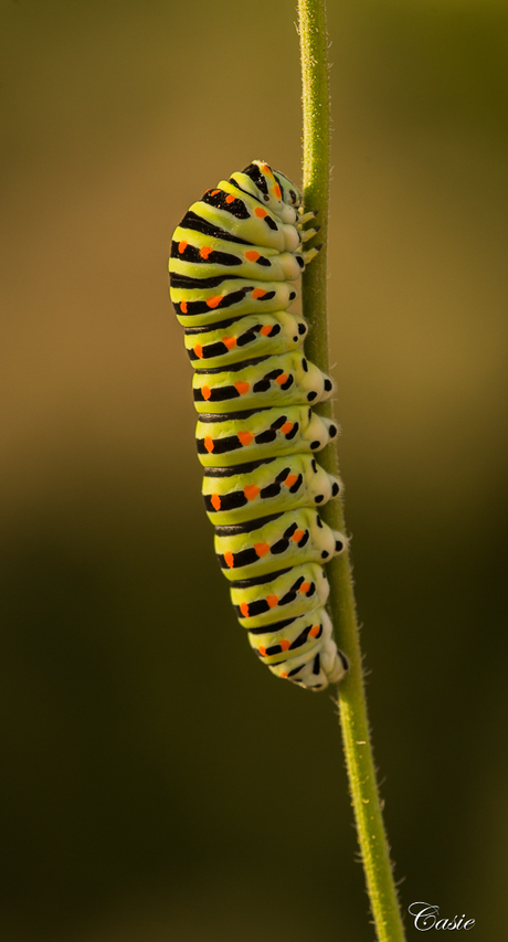 Rups koninginepage