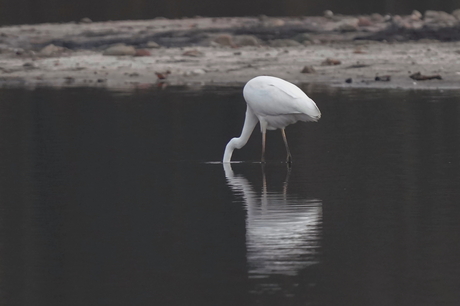 Zilverreiger doet struisvogel na