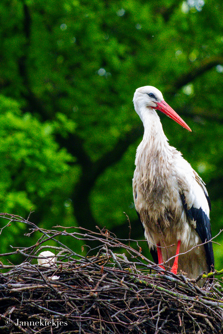 Ooievaar op nest