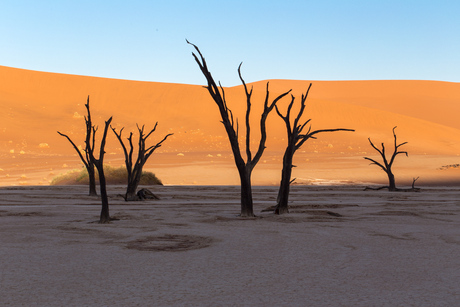 Dead Vlei