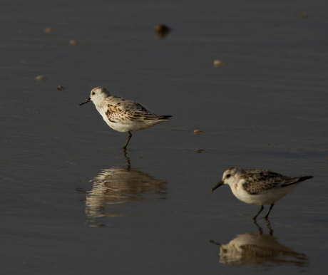 drieteen strandloper