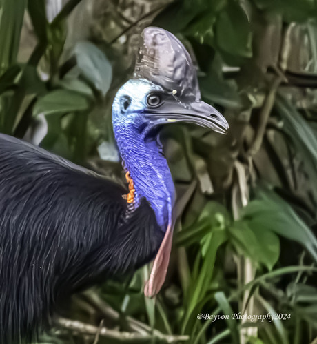 Cassowary