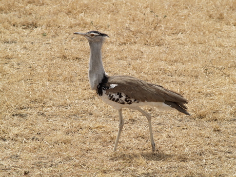 Kori Bustard