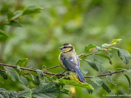Pimpelmees (Cyanistes caeruleus)