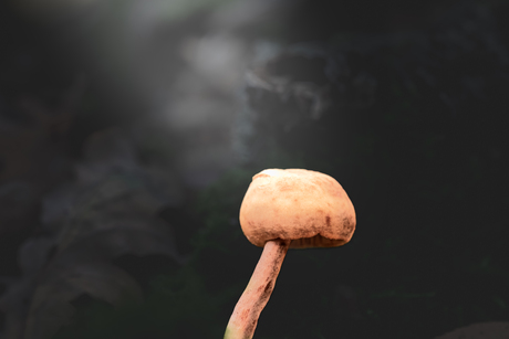 Paddenstoel in de avond
