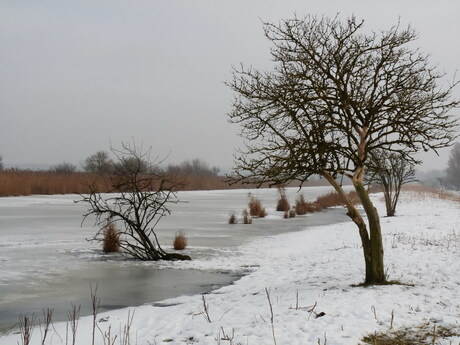 Oostvaardersplassen