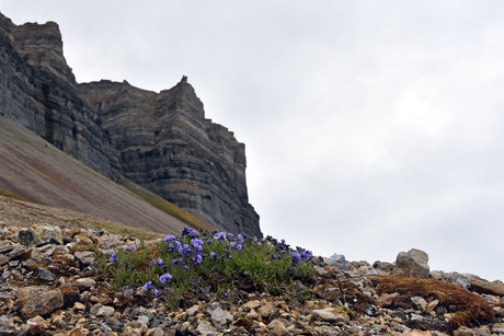 Bloeiende kale rotsen van Spitsbergen