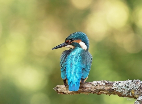 Ijsvogel