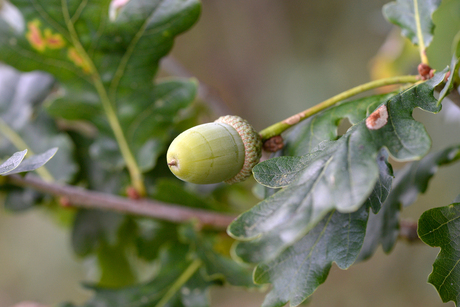 Begin van de herfst