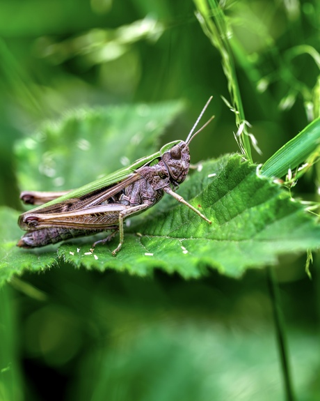 Krekel in het groen