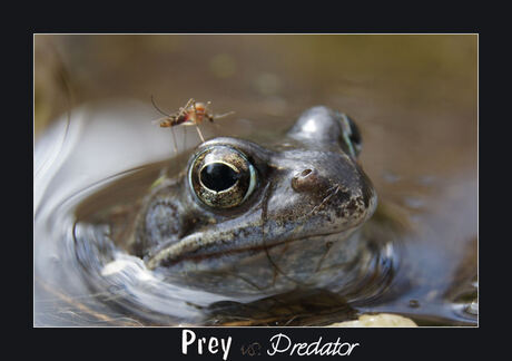 prey vs. predator