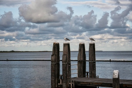 meeuwen bij Terschelling