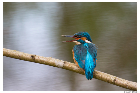 IJsvogel