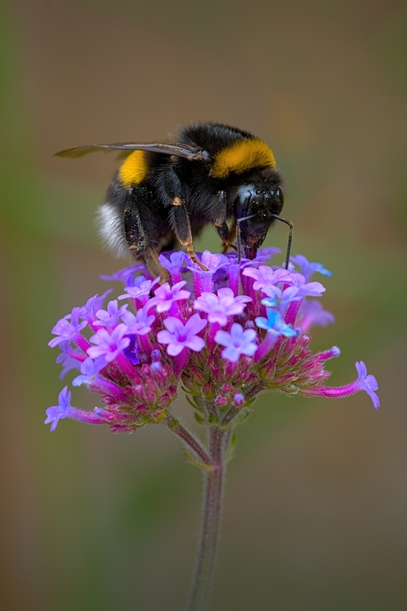 Hommel op Verbena