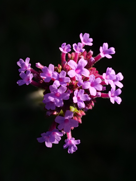 Verbena