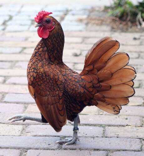 Voel me kip lekker zei de haan