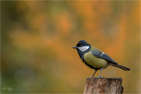 Meesje in herfstsetting......