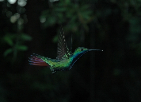 Colibri