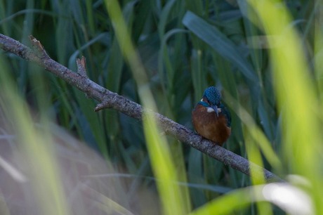 Ijsvogel