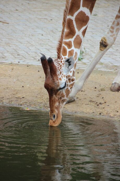 giraf heeft dorst......