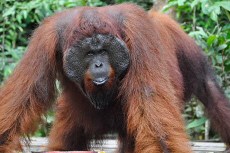 Orang Oetan op Kalimantan