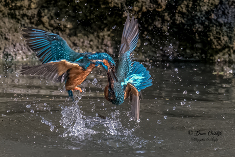 Vechtende IJsvogeltjes