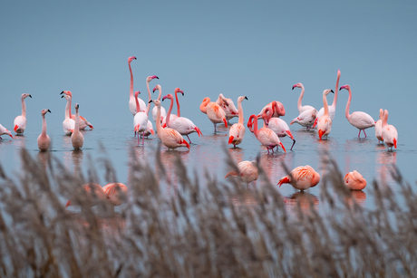 Flamingo’s 