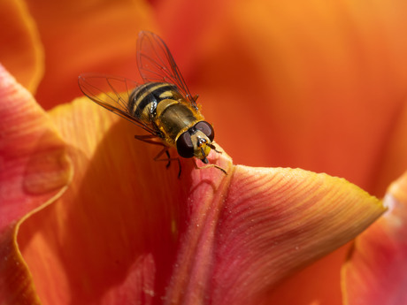 Bessenbandzweefvlieg