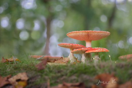 Hele familie paddestoelen