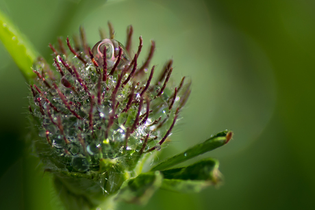 Dauwdruppels op klaverbloem.