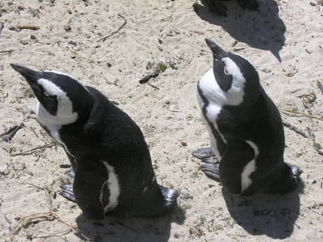 Pinguins at Bouldrs Beach III