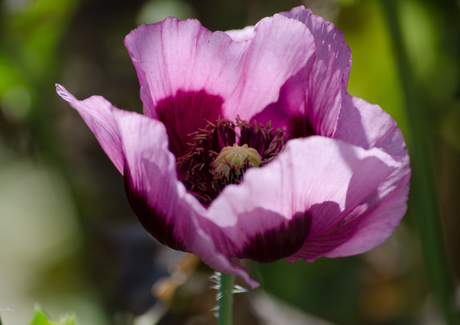 papaver-0167.jpg