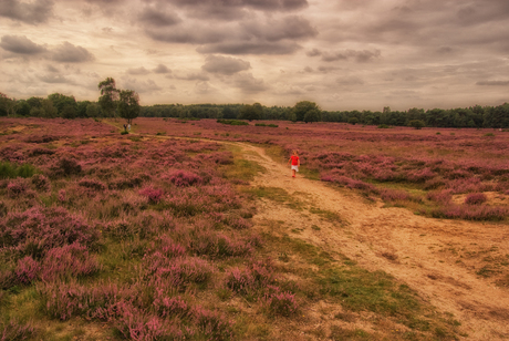 Blaricummerheide