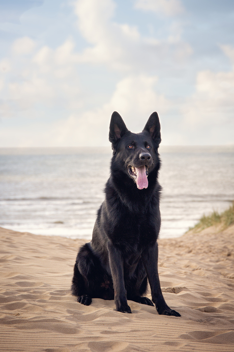 Will op het strand Den Helder